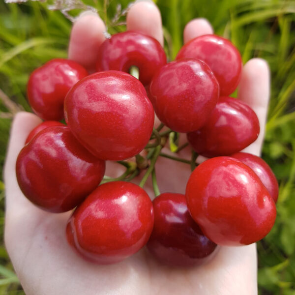 Cirese Bio 01